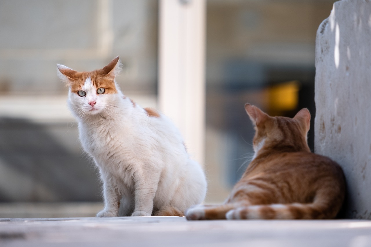 Adjudicado en 8.000 € el contrato para la esterilización y la asistencia veterinaria de las colonias de gatos callejeros